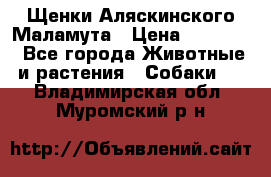 Щенки Аляскинского Маламута › Цена ­ 10 000 - Все города Животные и растения » Собаки   . Владимирская обл.,Муромский р-н